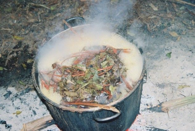 ayahuasca