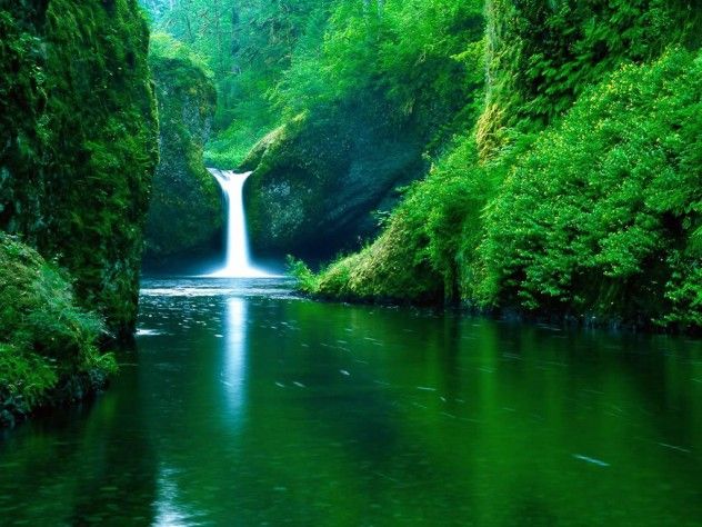 Green-Jungle-Nature-Wallpaper