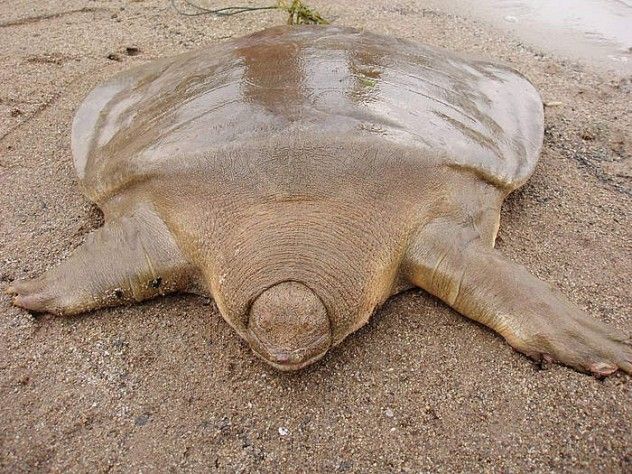 turtle_3_238470