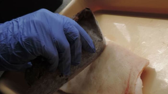 A test of poo-tility: The knife fails to cut through pig hide.