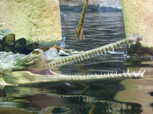 Gavial-4