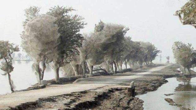 pakistan