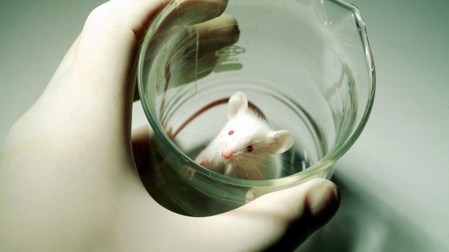 Lab Mouse