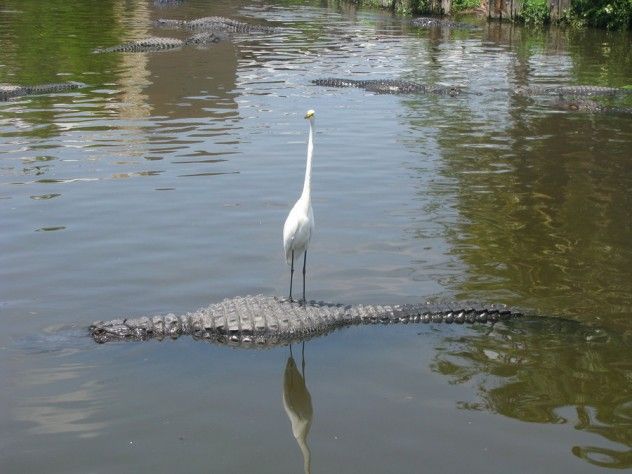 Alligator_and_bird_by_Bronze_Werewolf