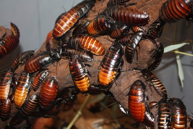 Hissing_Cockroach_059