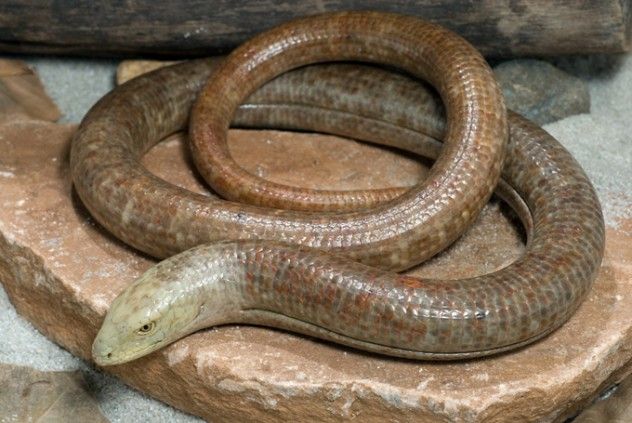 legless_lizard02_web