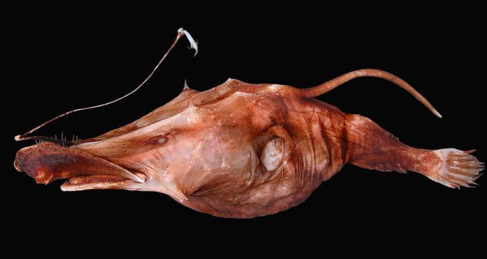 Wolf-Trap Fish