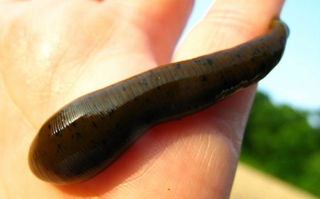 leech