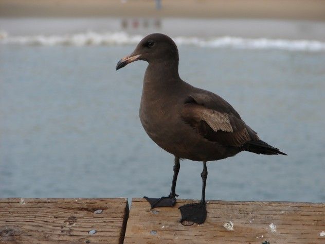 blackgull