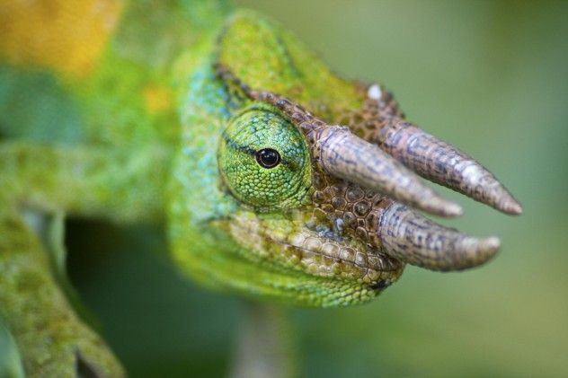 chameleon