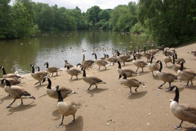 CANADA GEESE - HEATON PARK