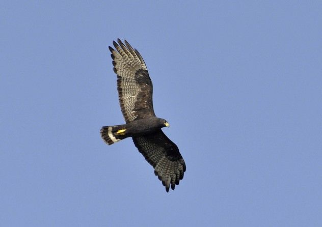 hawk