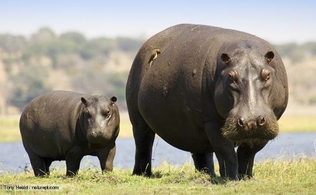 Hippopotamus 1