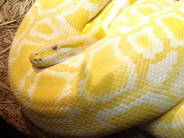 python