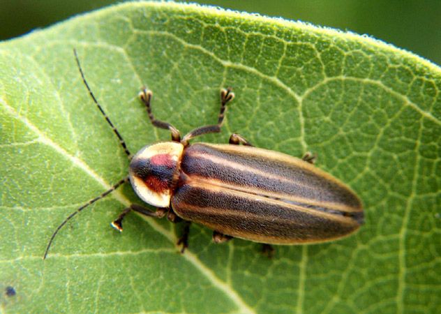 firefly