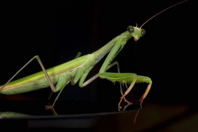 mantis