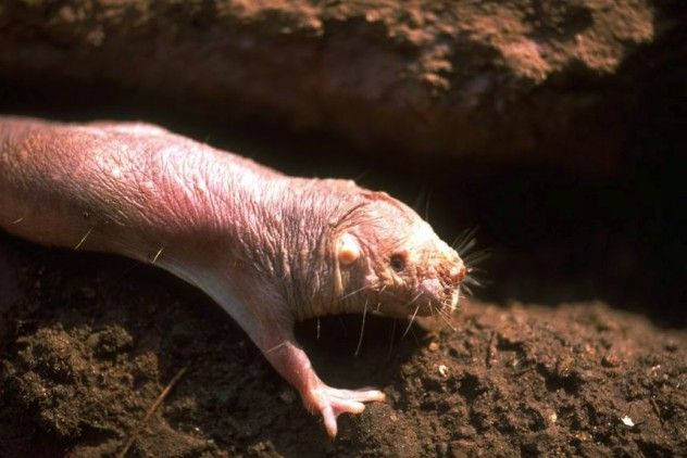 naked_mole_rat