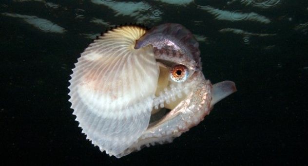 Female Argonaut