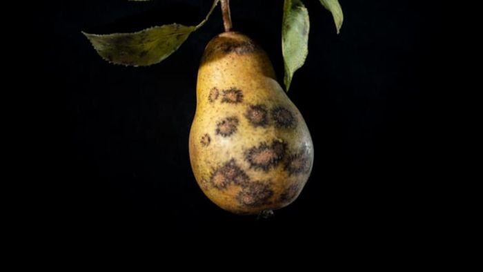 Pear with pear scab, by Rudolf Blaschka, 1929
