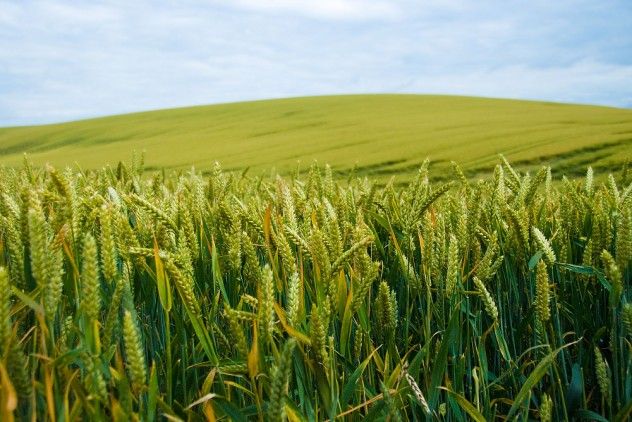 corn_field_3_a