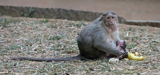macaque
