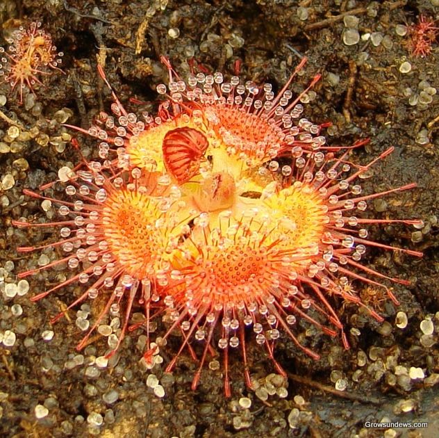 Burmannii Seedling Red-1