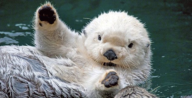otter