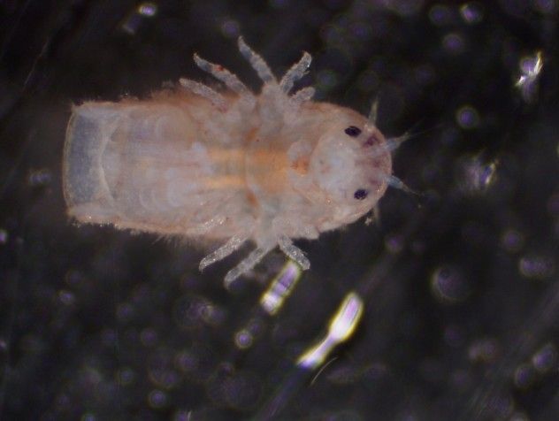 gribble1