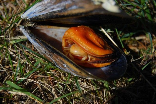 pea crab