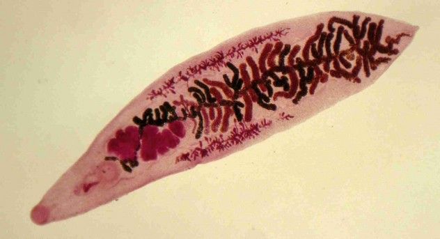 r6754_Dicrocoelium_3