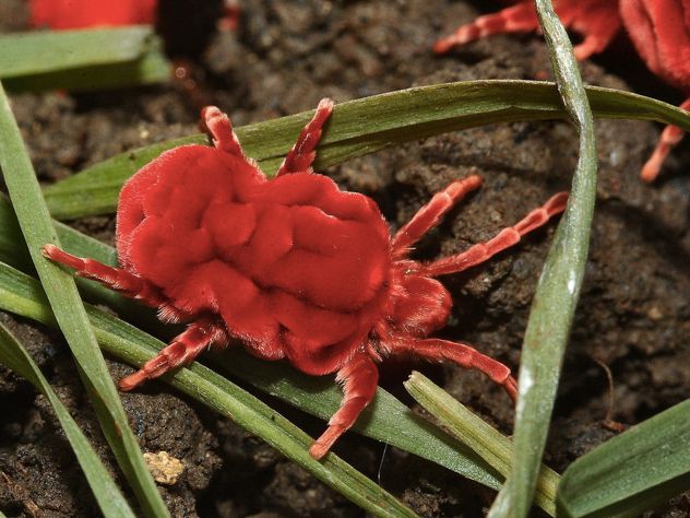 Trombidium Grandissimum