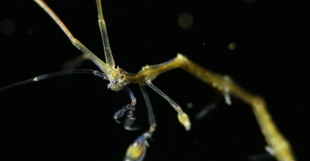 skeleton