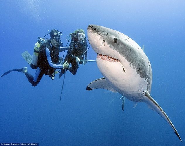 Shark