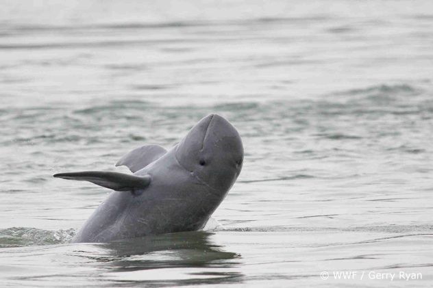 Mekong Irrawaddy Dolphin C Wwf Gerry Ryan