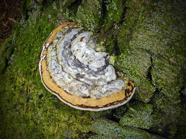 Flickr - Nicholas T - Tinder Fungus (1)