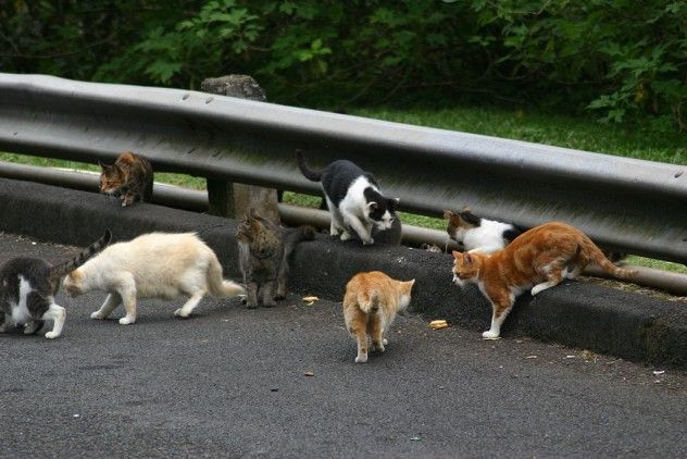 A group of Feral Cats