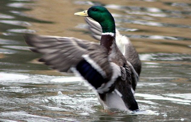 duck3