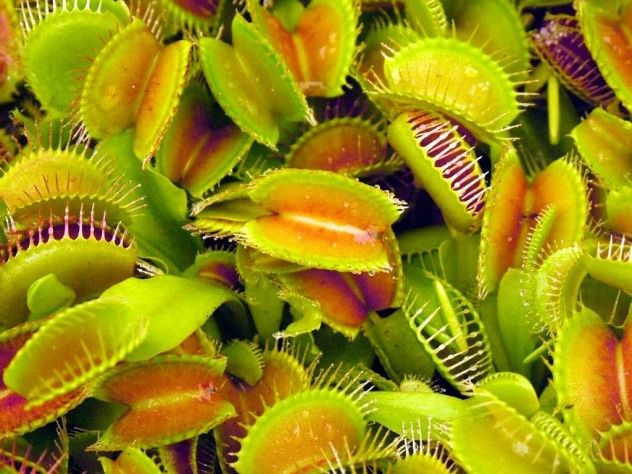 venus-fly-trap