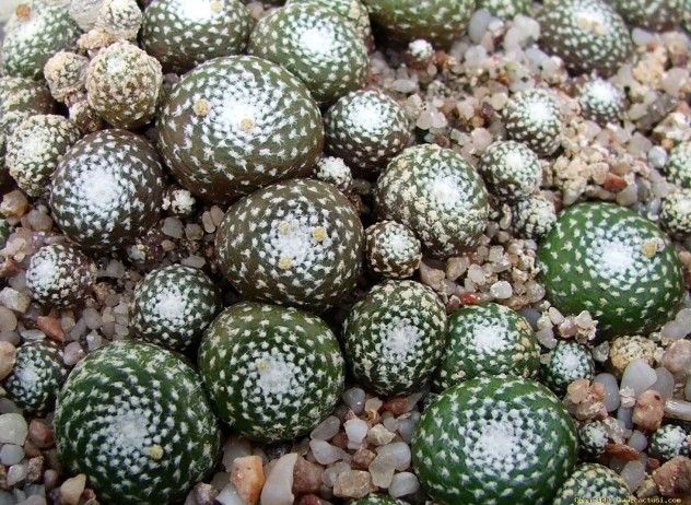 blossfeldia_liliputana_boboci_florali