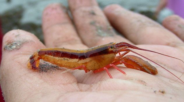 pistol shrimp