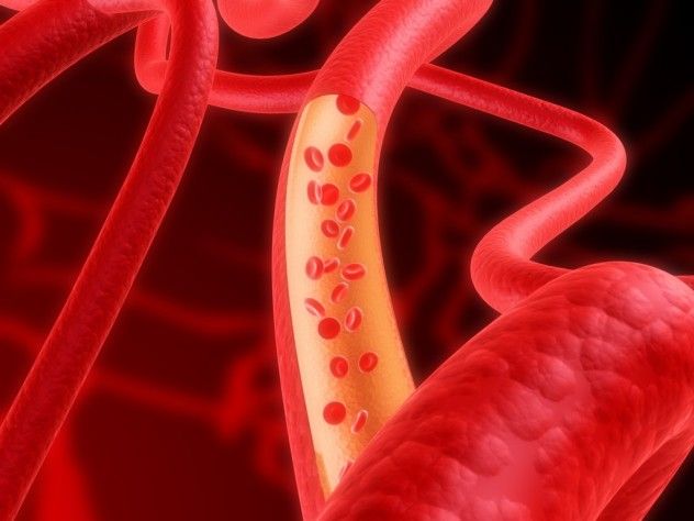 blood vessels
