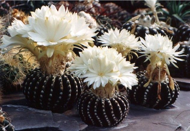 D. horstii 4x photo