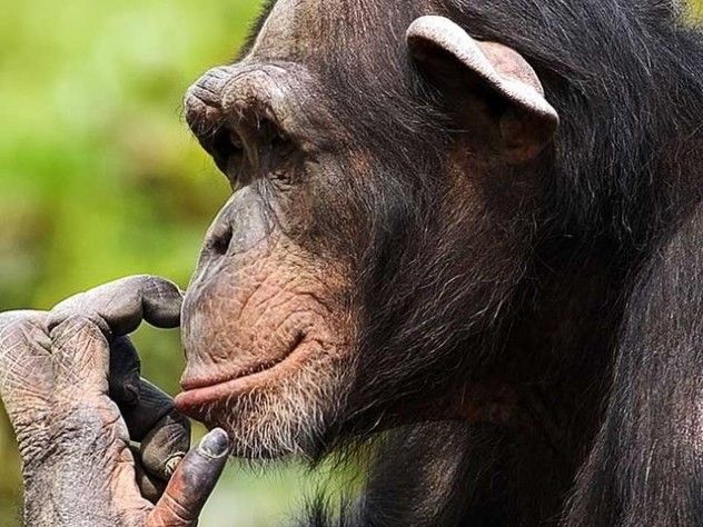 chimpanzees