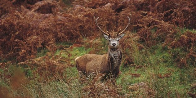 Red-Deer