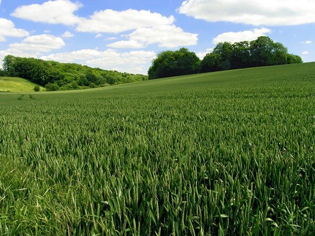 fields