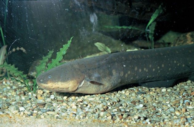 While many animals on this list have earned their place in history, humans continue to find innovative uses for them as our technological knowledge advances. The electric eel, native to Brazil’s Amazon River, is actually a member of the knifefish family and can grow to a length of six feet. The eel generates continuous electric pulses and can emit surges of more than 500 volts when threatened.