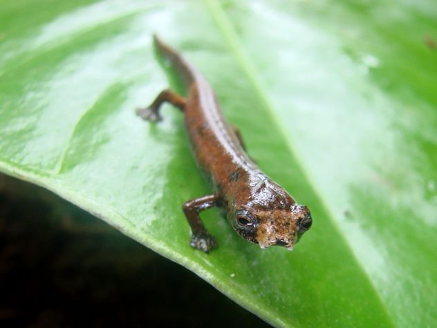 ET Salamander Bolitoglossa Sp Nov Jessica -Deichmann