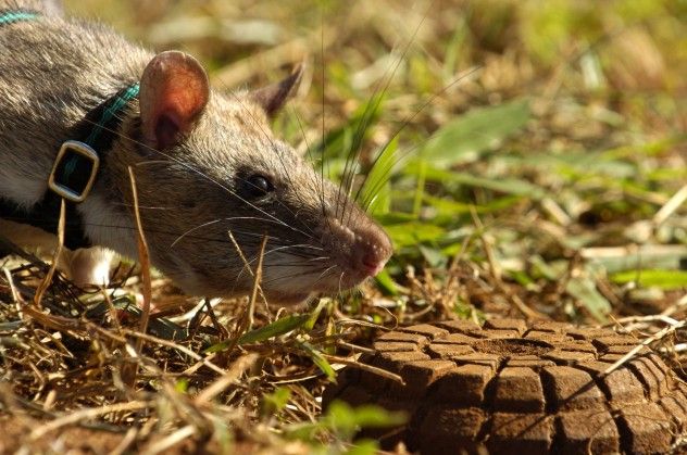 a_hero_rat_detects_a_landmine_1