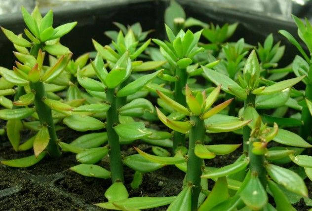 pereskiopsis