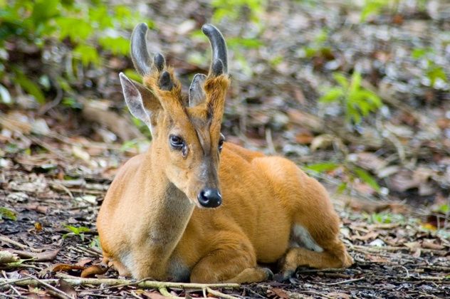 Muntjac Copy